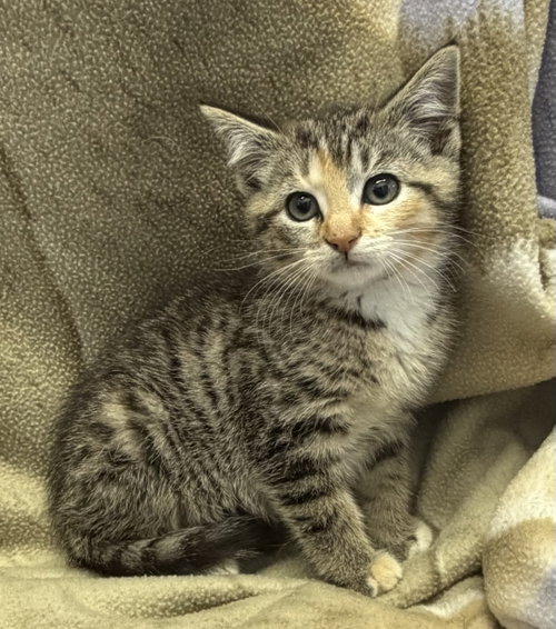 Wasabi, Young Domestic Short Hair / Mixed (short coat), cat for adoption in Elkins, West Virginia