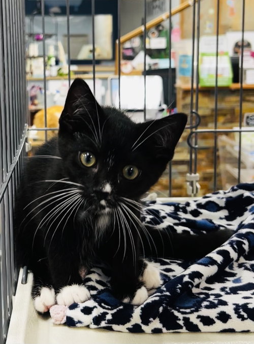 Miso - Meet me at Fancy Paws, an adoptable Domestic Short Hair in Elkins, WV