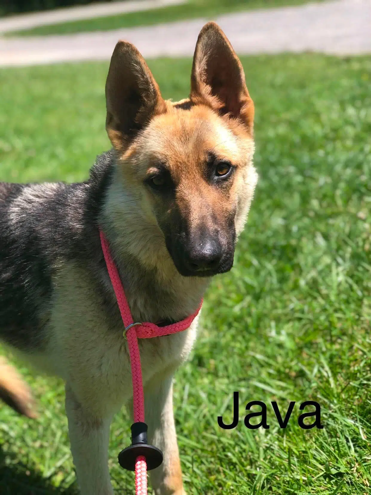 Java - German Shepherd Dog