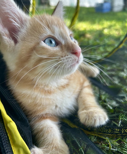Tofu