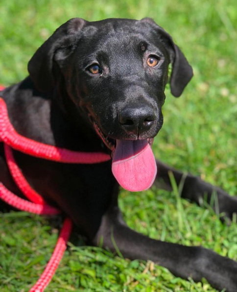 Anakin, an adoptable Great Dane in Elkins, WV