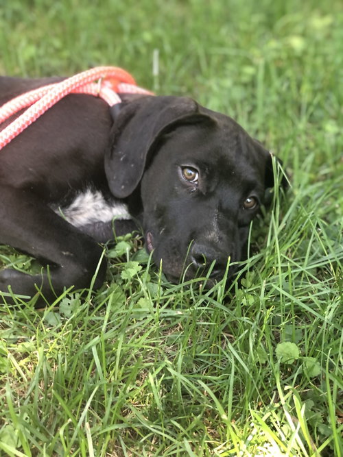Finn photo 2