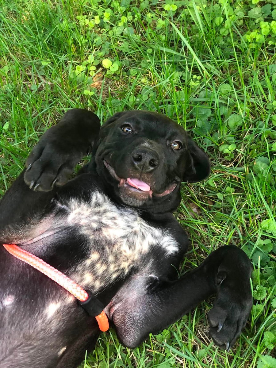 Finn