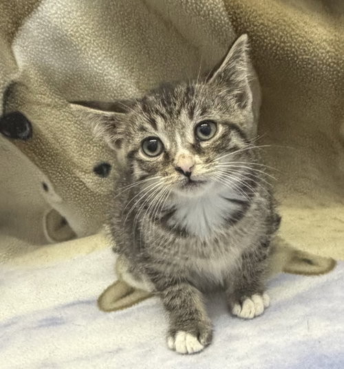 Bud, Young Domestic Short Hair / Mixed (short coat), cat for adoption in Elkins, West Virginia