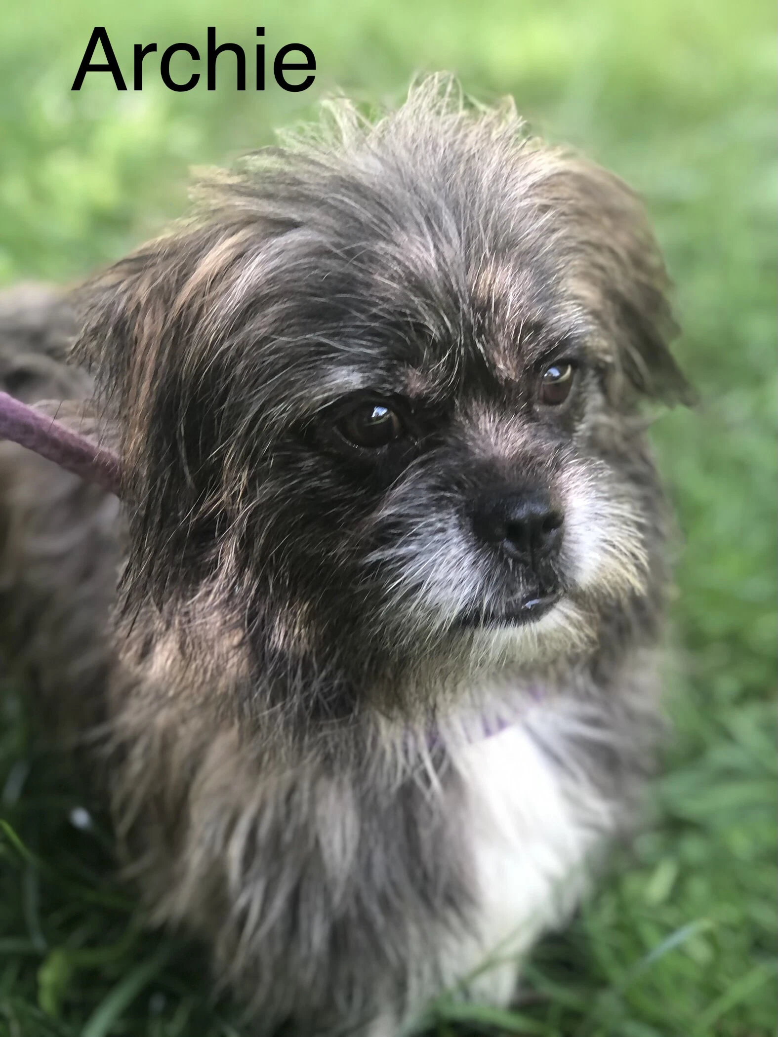 Archie