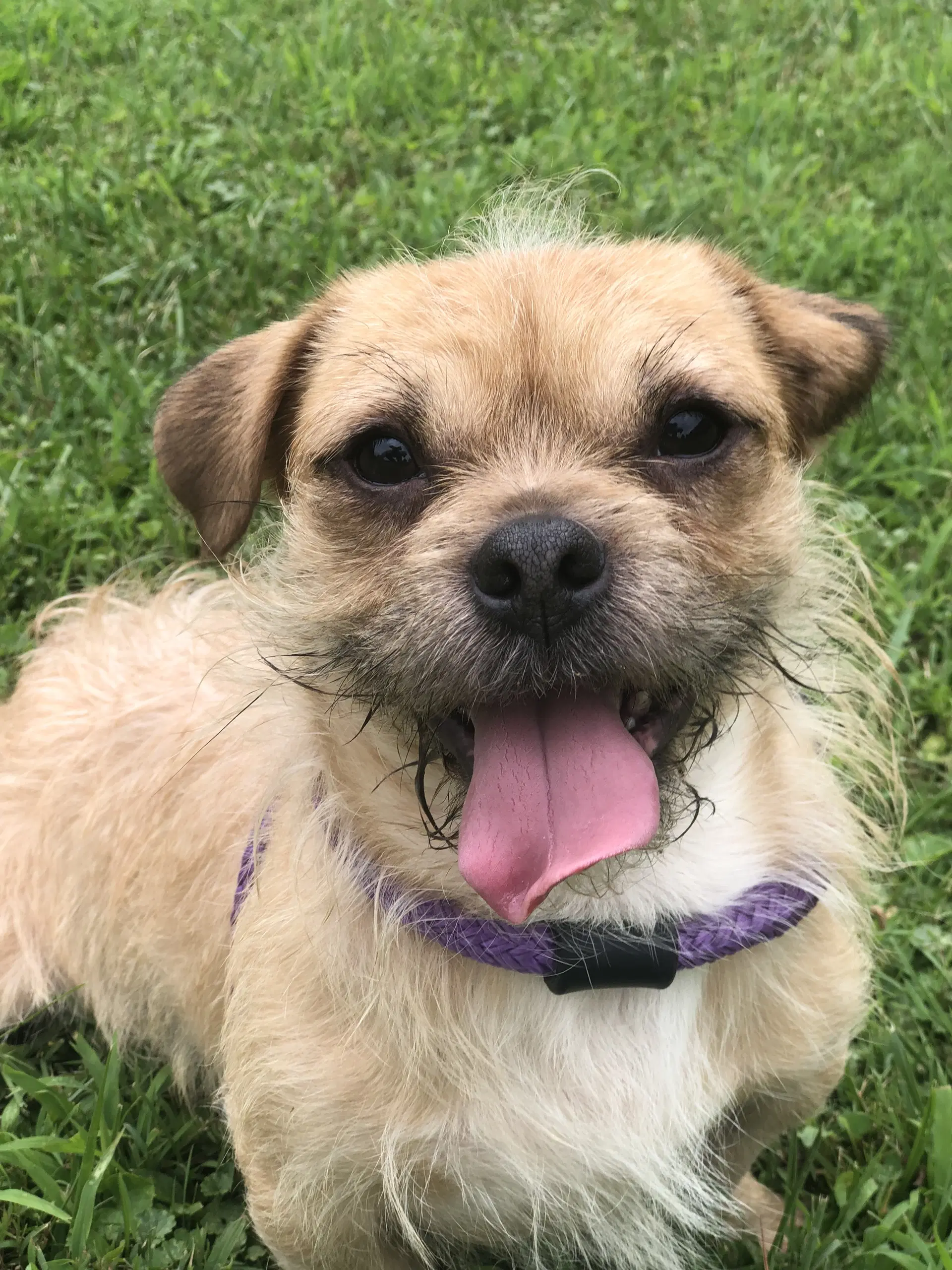 Sabastian - Terrier