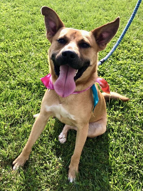 Timber, a dog for adoption from Randolph County Humane Society