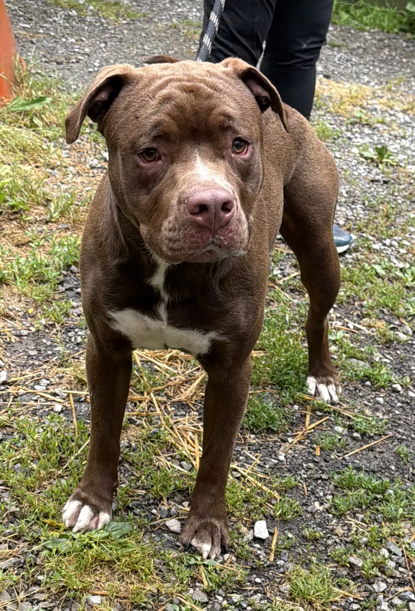Edger - American Pit Bull Terrier
