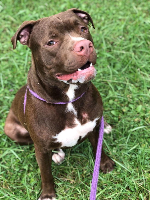 Edger, a dog for adoption from Randolph County Humane Society