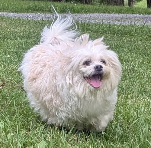 Dumplin, an adoptable Shih Tzu in Elkins, WV
