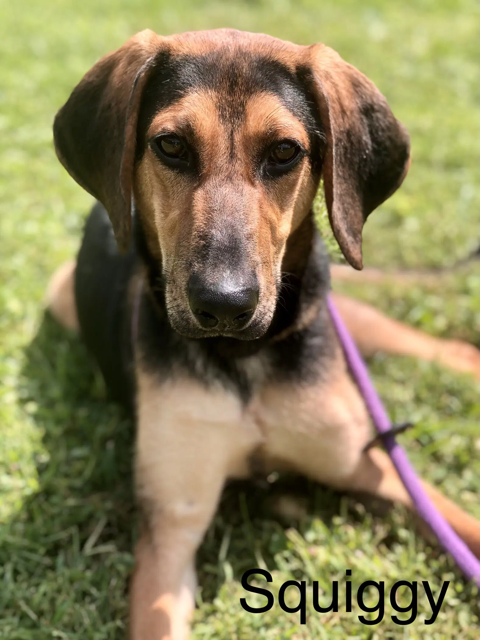 Squiggy - Hound