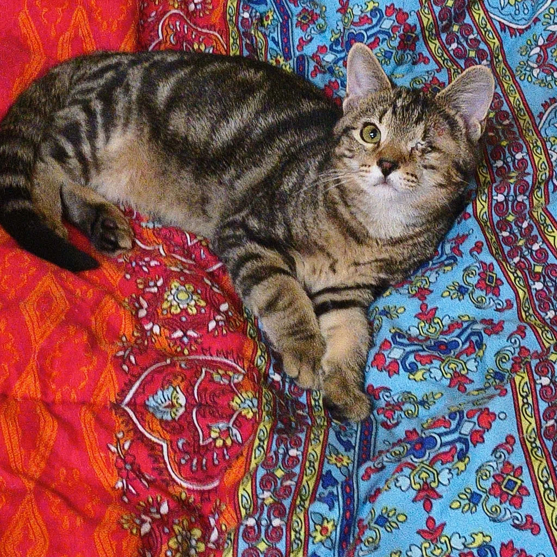Dawson- In Foster Ask For An Appointment