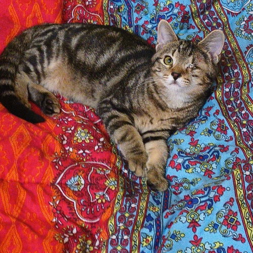 Dawson- In Foster, Ask for an Appointment