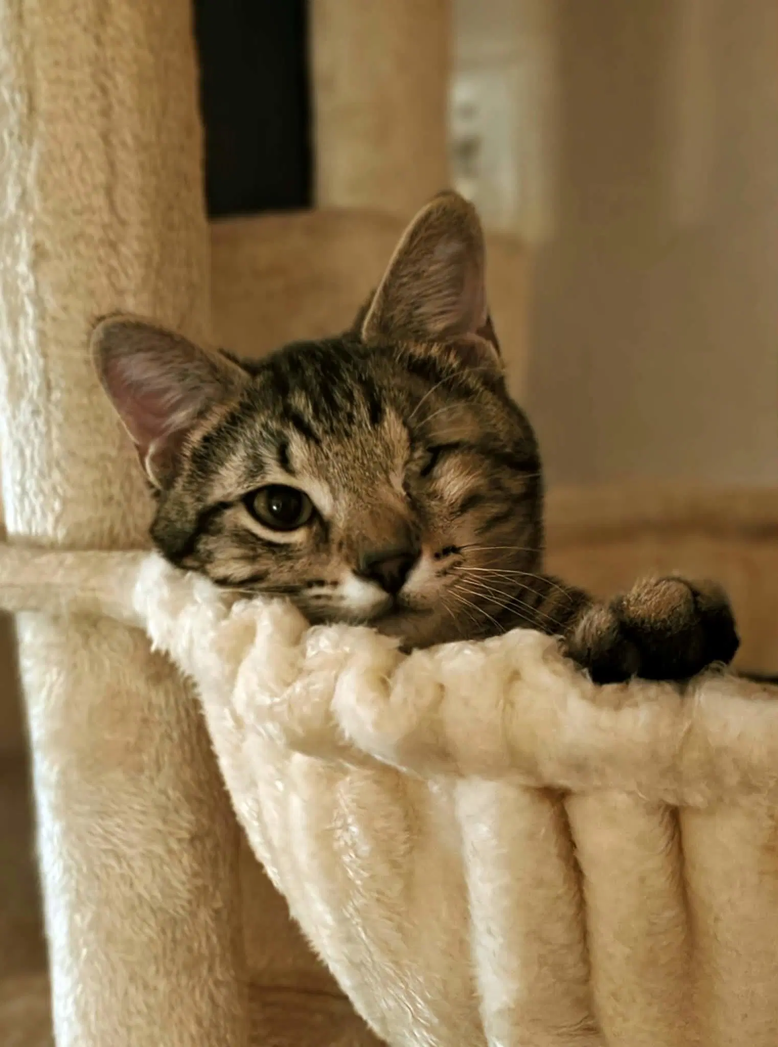 Dawson- In Foster Ask For An Appointment - Domestic Short Hair