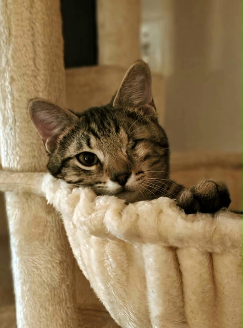 Dawson- In Foster, Ask for an Appointment, a cat for adoption from Randolph County Humane Society
