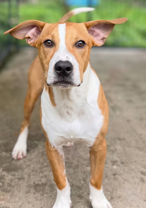 Domino, a dog for adoption from Randolph County Humane Society