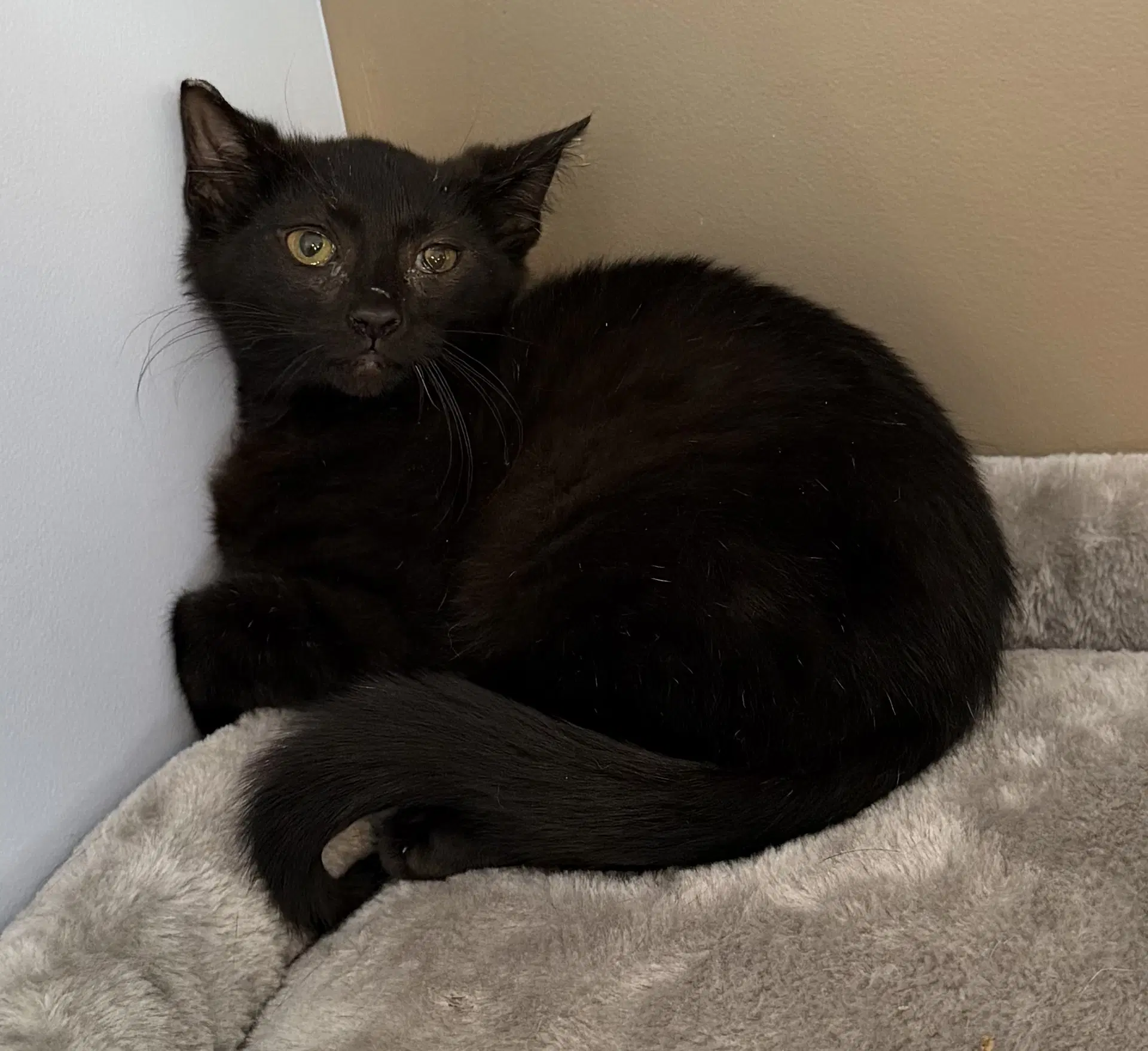 Banana - Domestic Short Hair