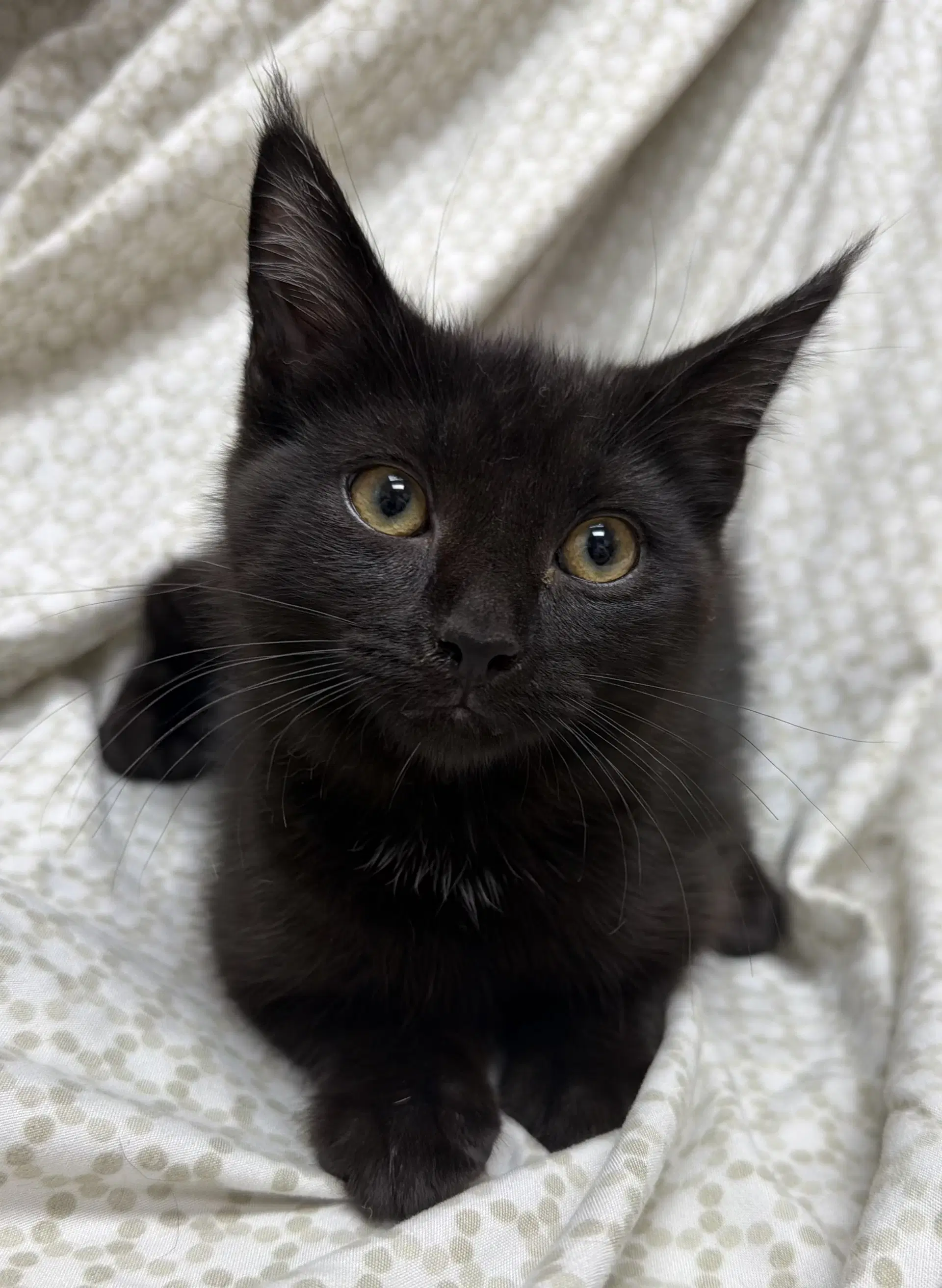 Juice - Domestic Short Hair