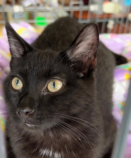 Juice, a cat for adoption from Randolph County Humane Society