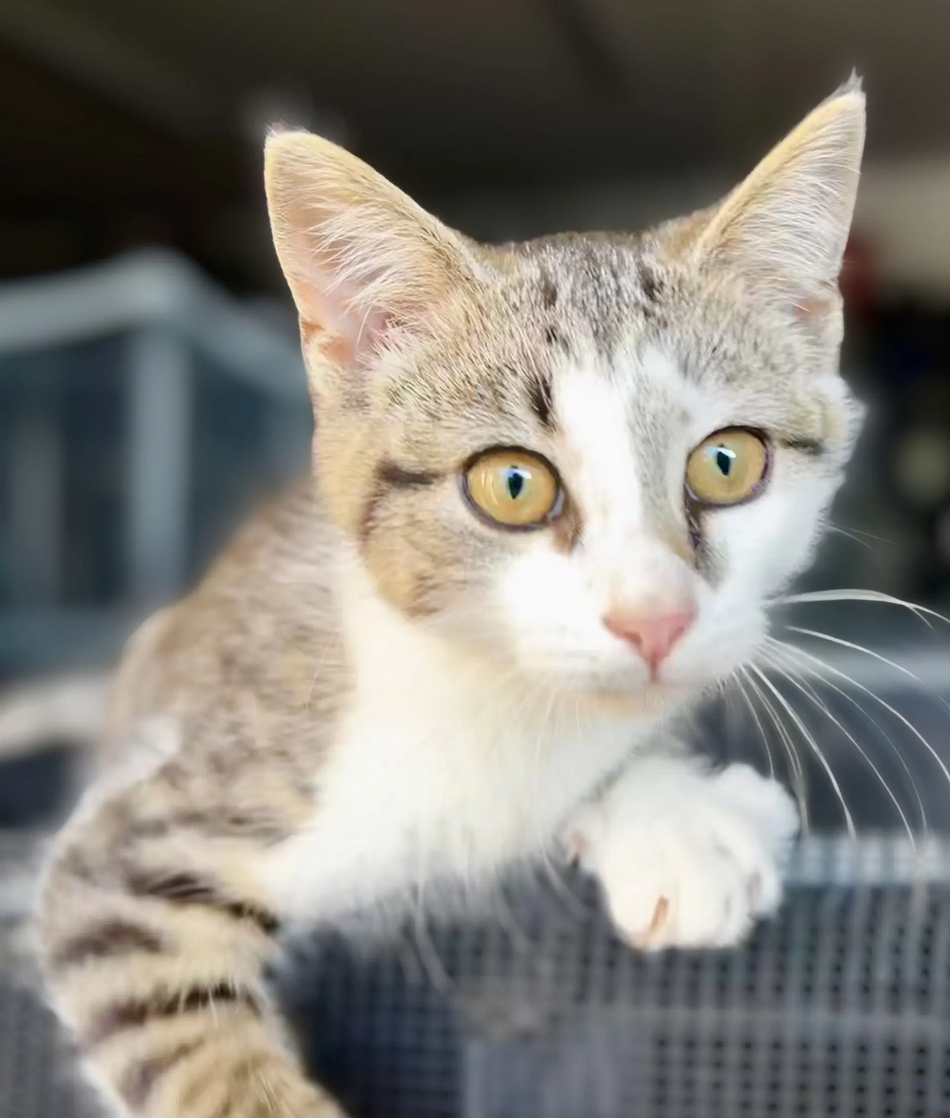 King Julien - Meet Me At Fancy Paws - Domestic Short Hair
