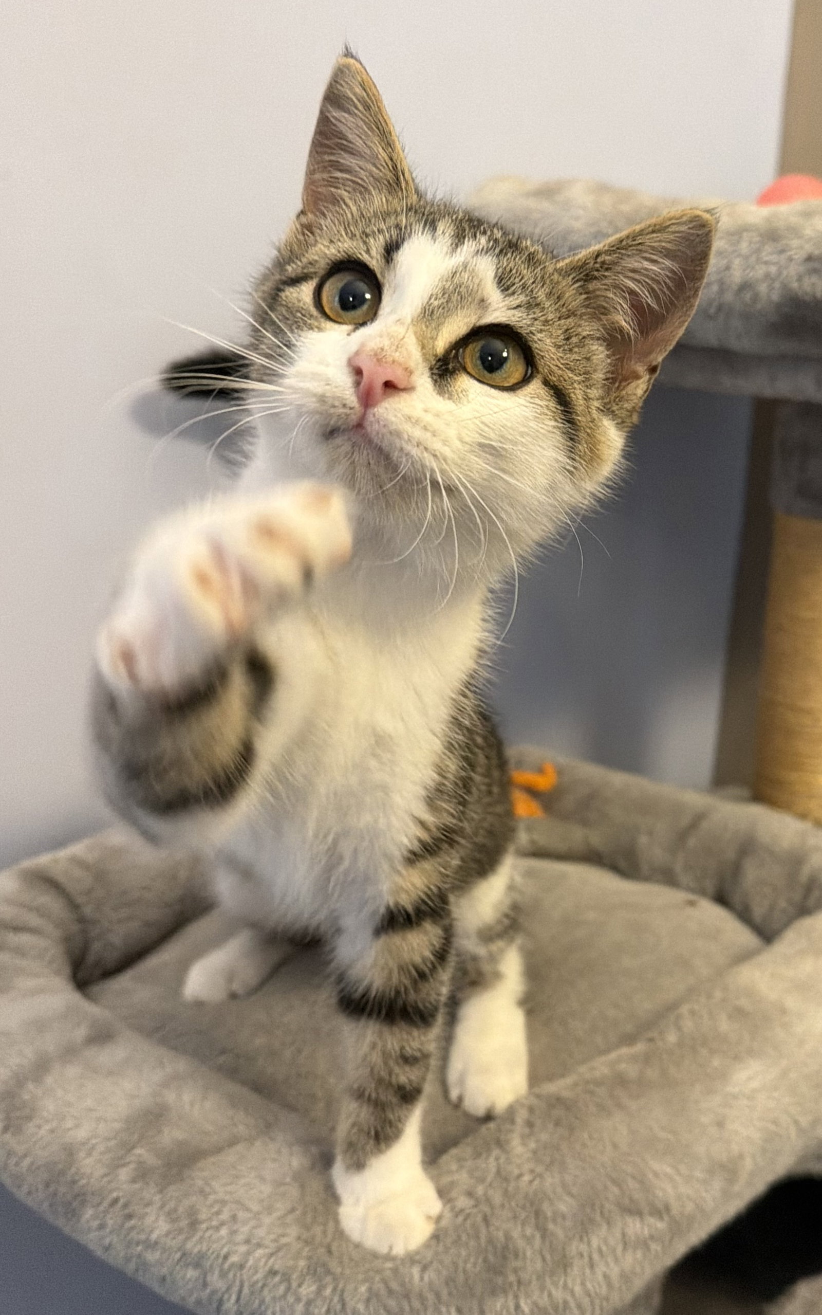 King Julien - Meet me at Fancy Paws, photo 3