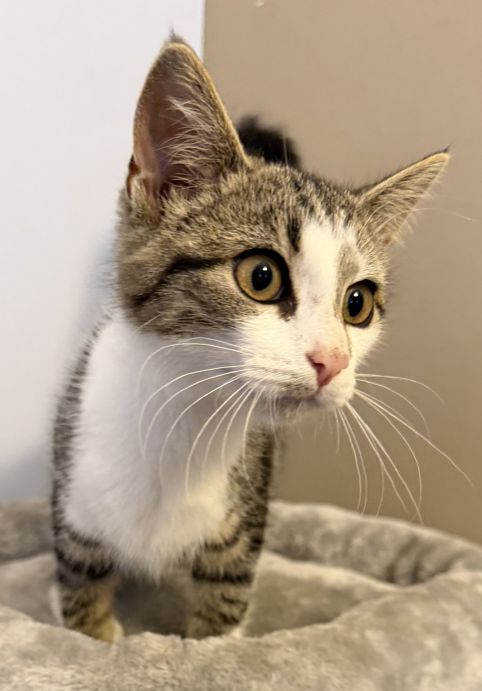 King Julien - Meet me at Fancy Paws, photo 4