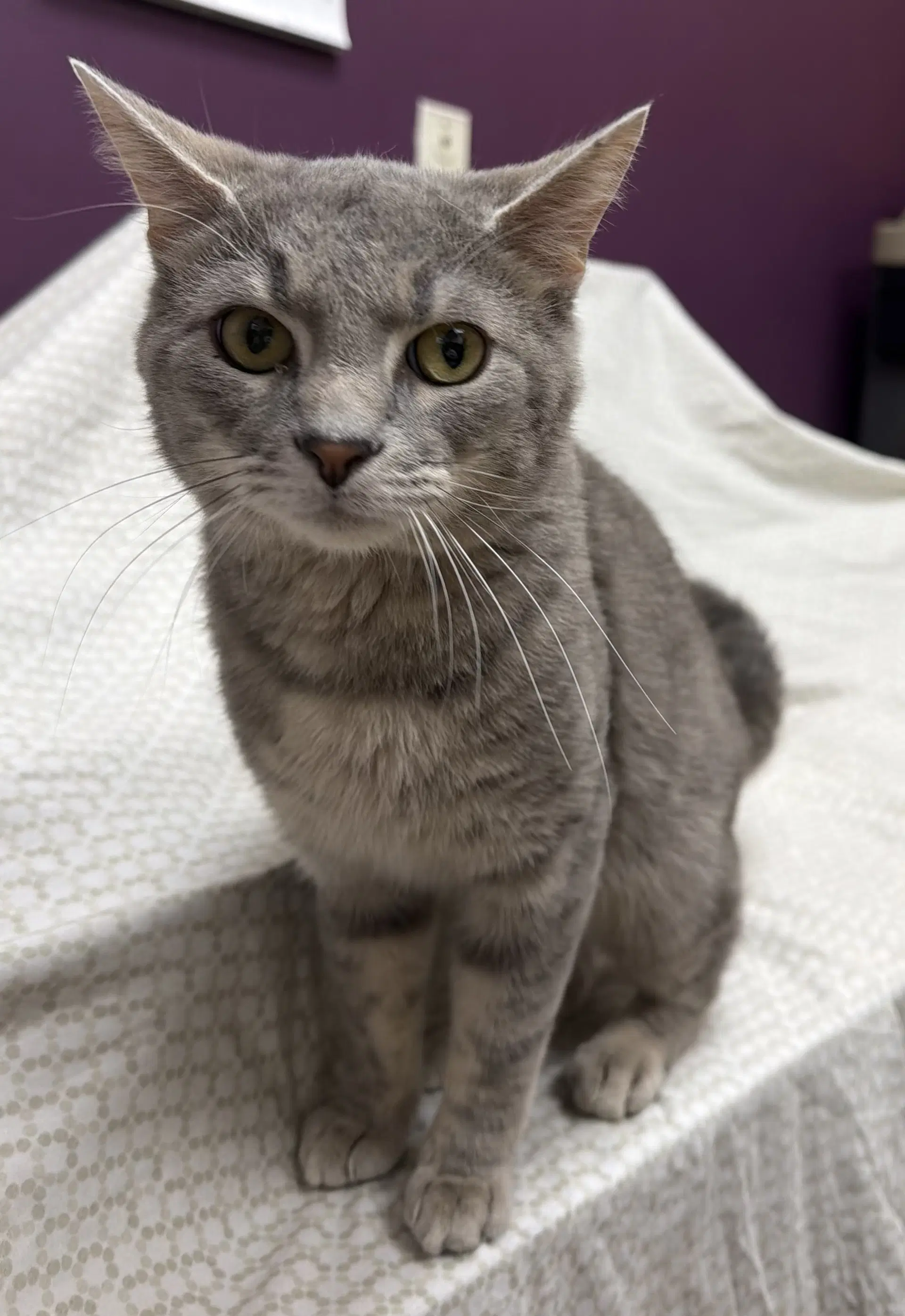 Peter Shaver - Domestic Short Hair