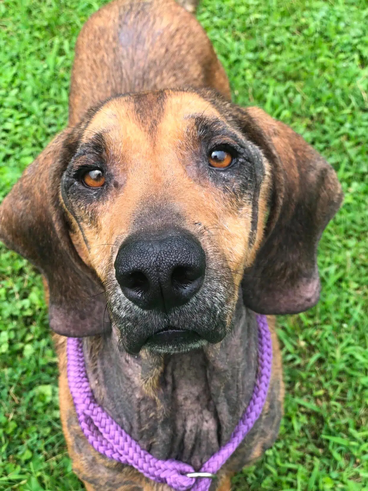 Eeyore - Hound