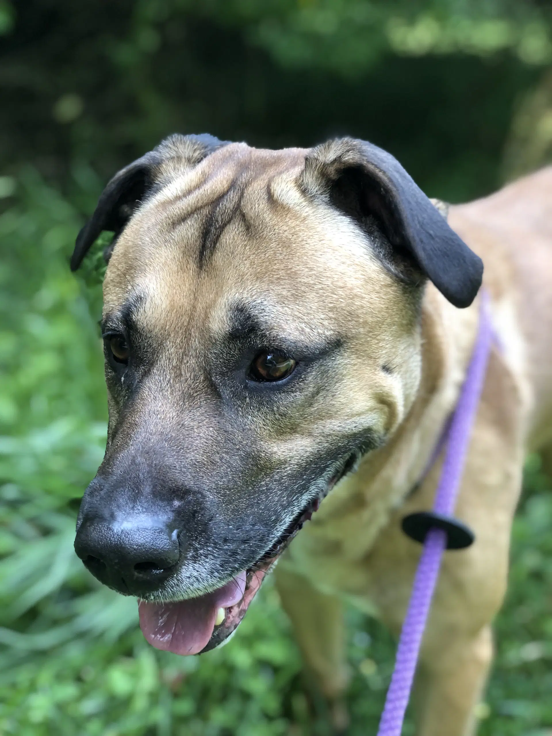 Ducky - Anatolian Shepherd