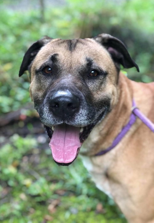 Ducky, a dog for adoption from Randolph County Humane Society