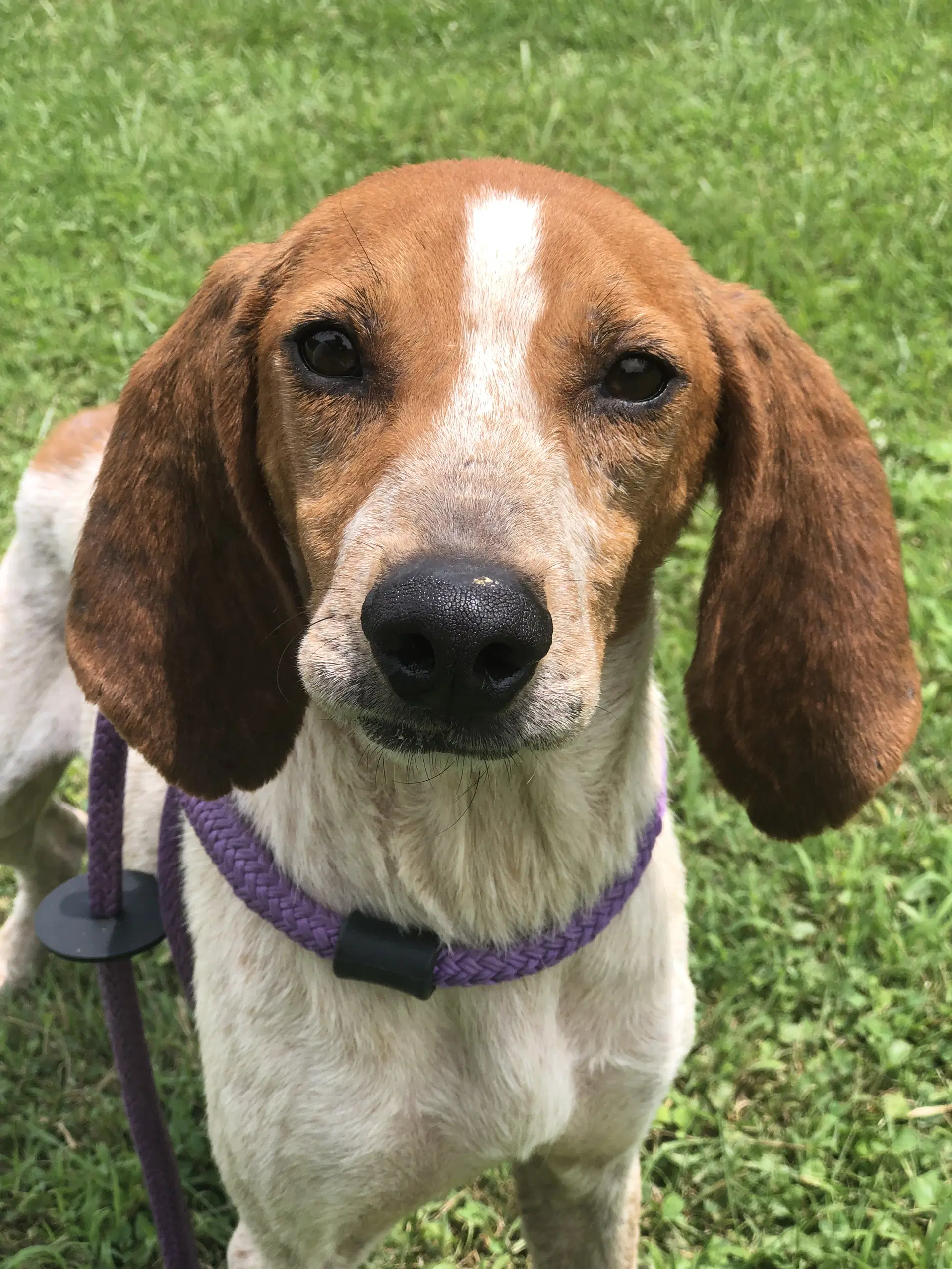 Sadie - Hound
