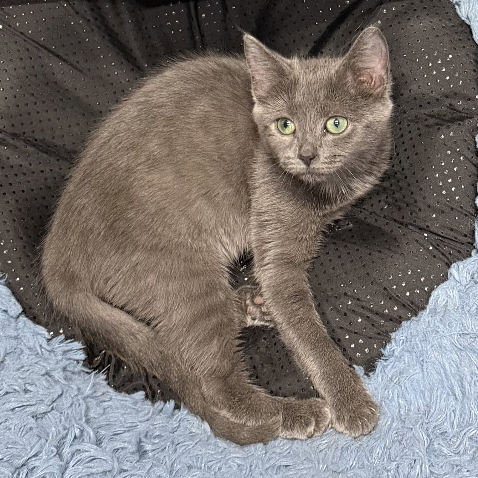 Little Bean, Domestic Short Hair