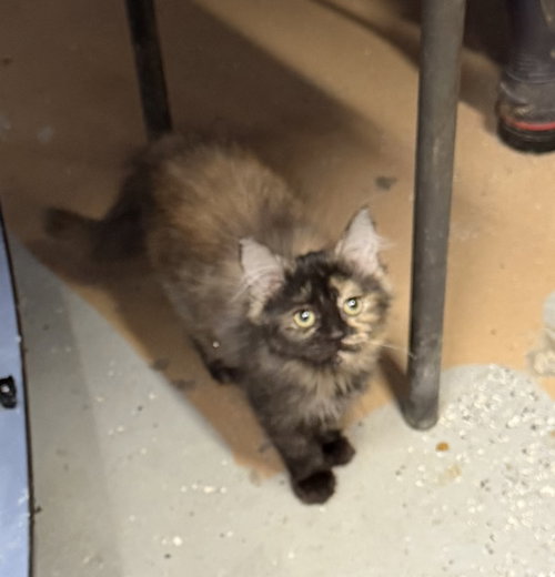 Evergreen, a cat for adoption from Randolph County Humane Society