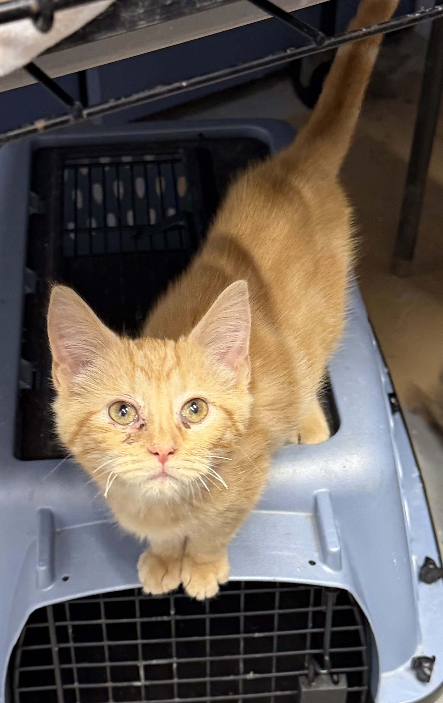 Fred, Domestic Short Hair