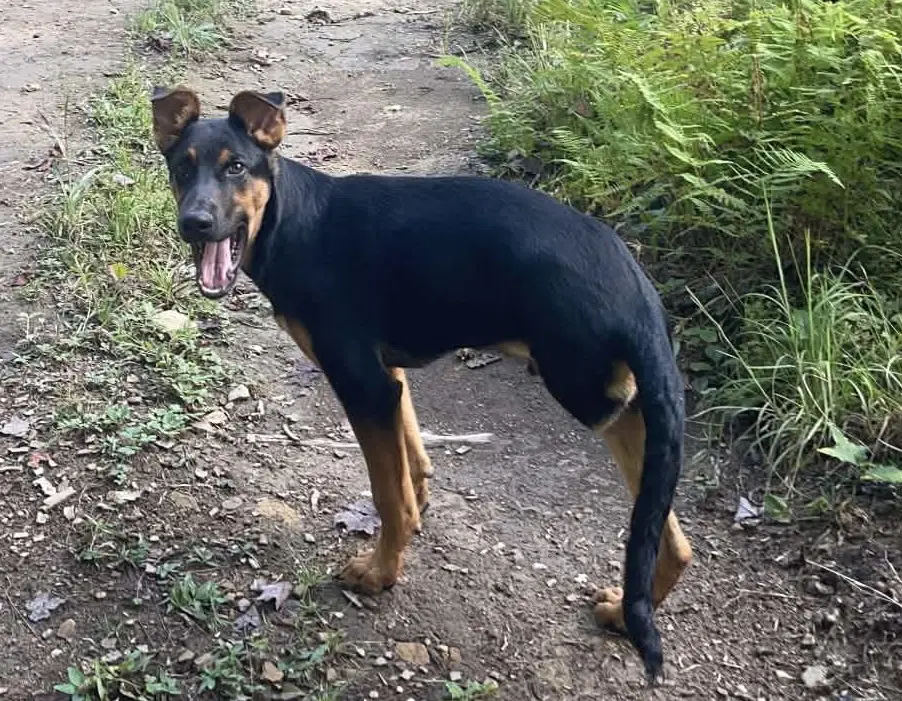 Lucas - Doberman Pinscher
