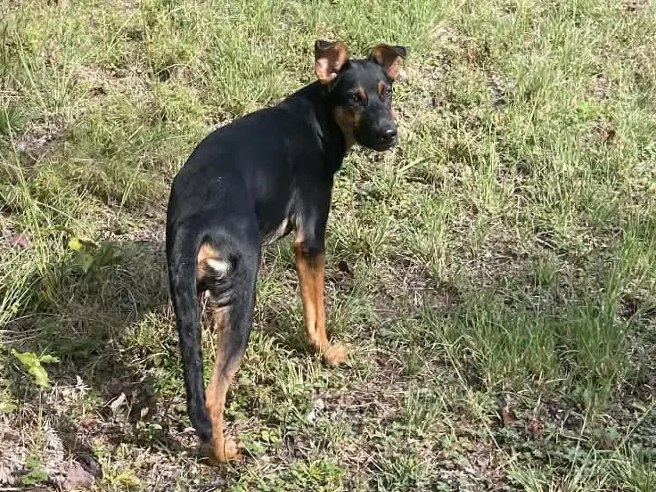 Lucas image 3