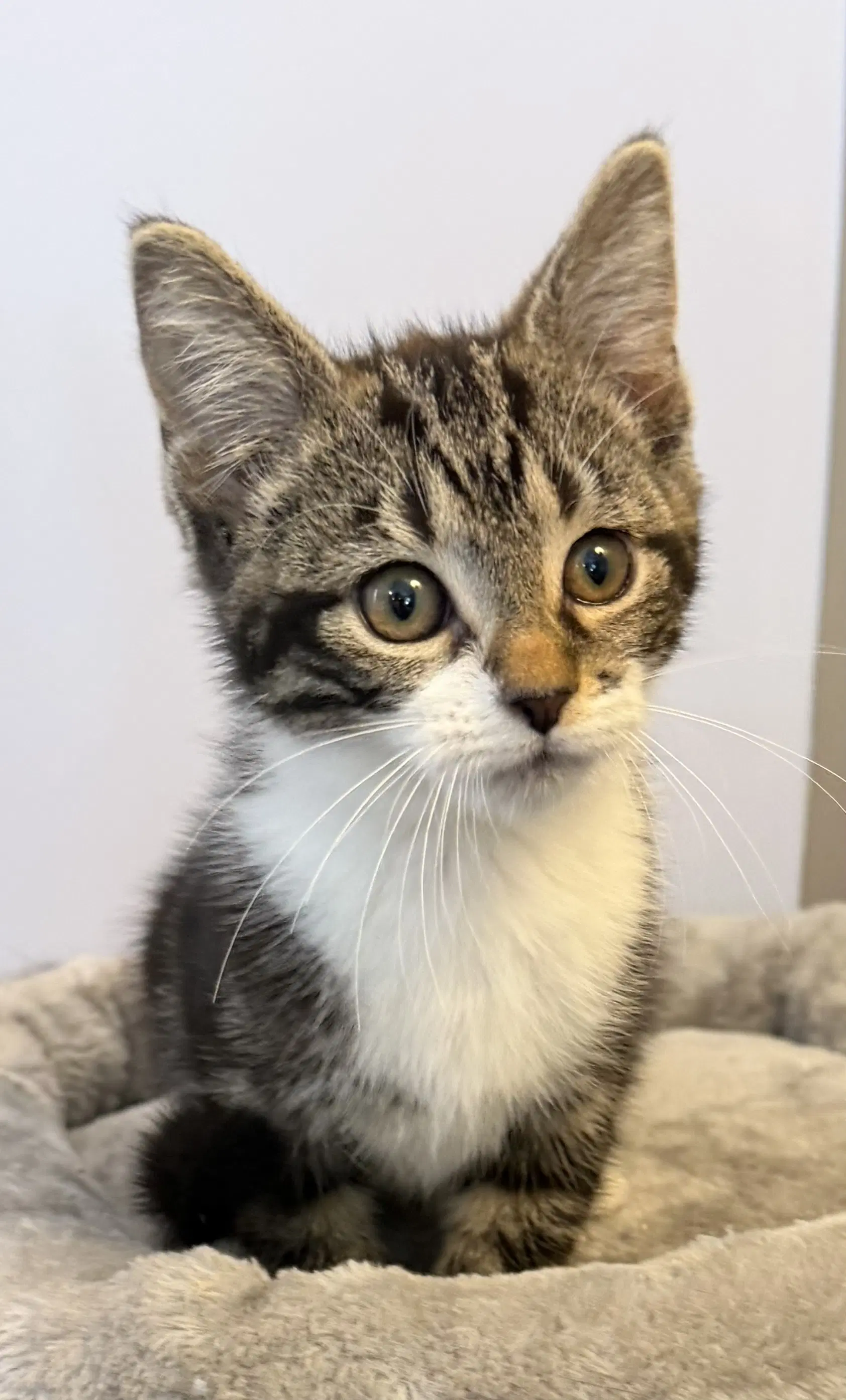 Faith- Meet Me At Fancy Paws - Domestic Short Hair