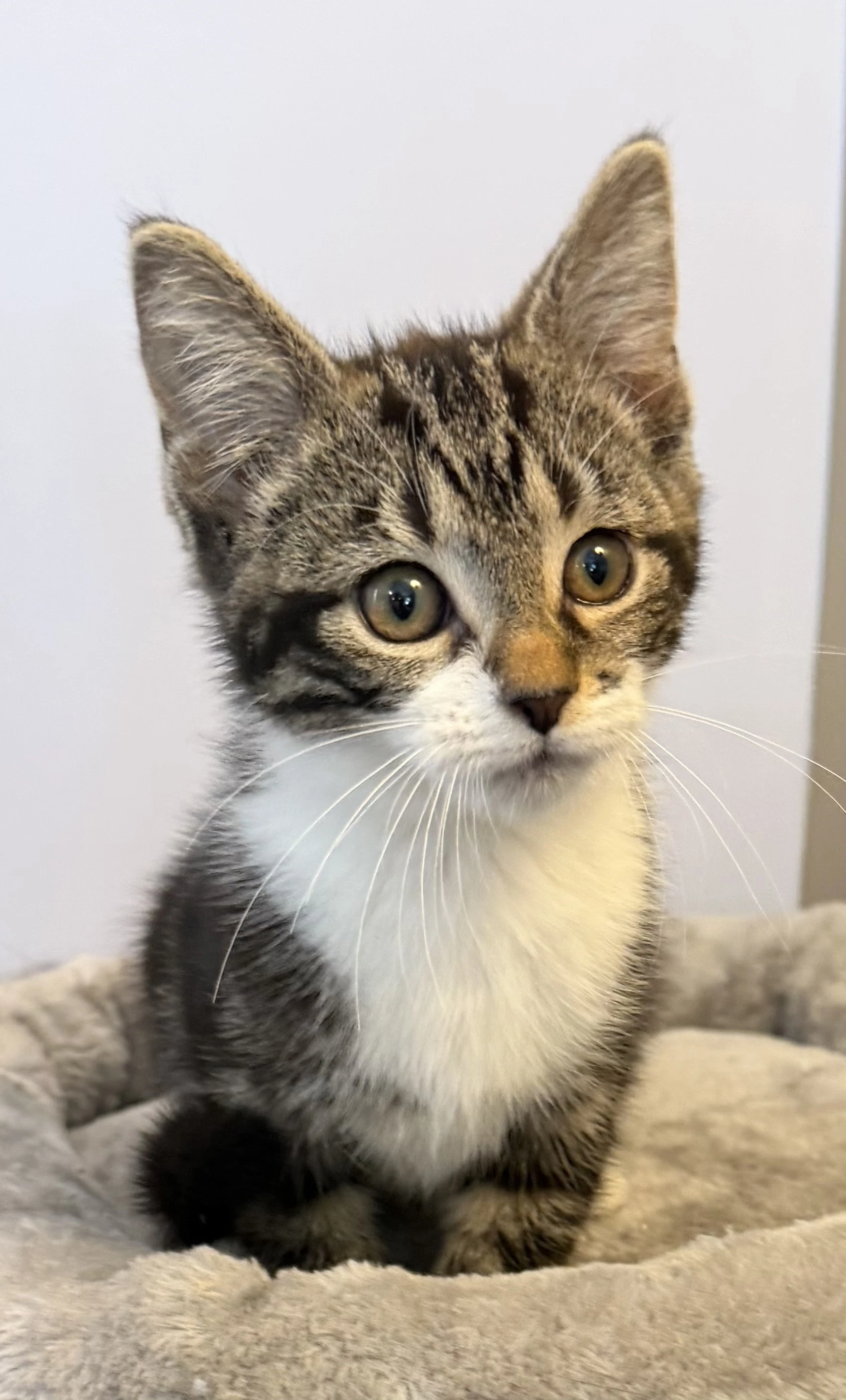 Faith- Meet Me At Fancy Paws