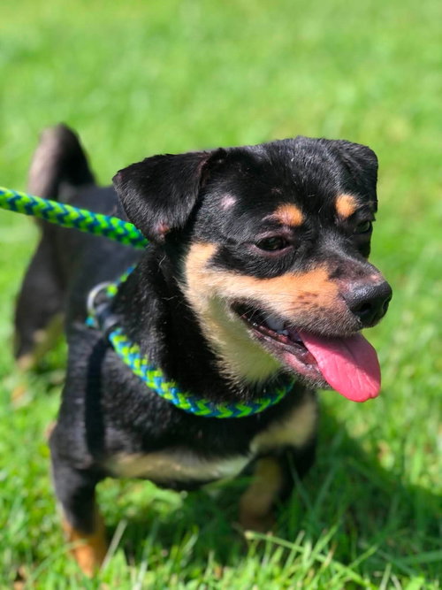 Kane, a dog for adoption from Randolph County Humane Society