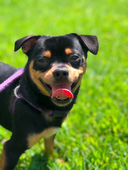 Huxley, a dog for adoption from Randolph County Humane Society