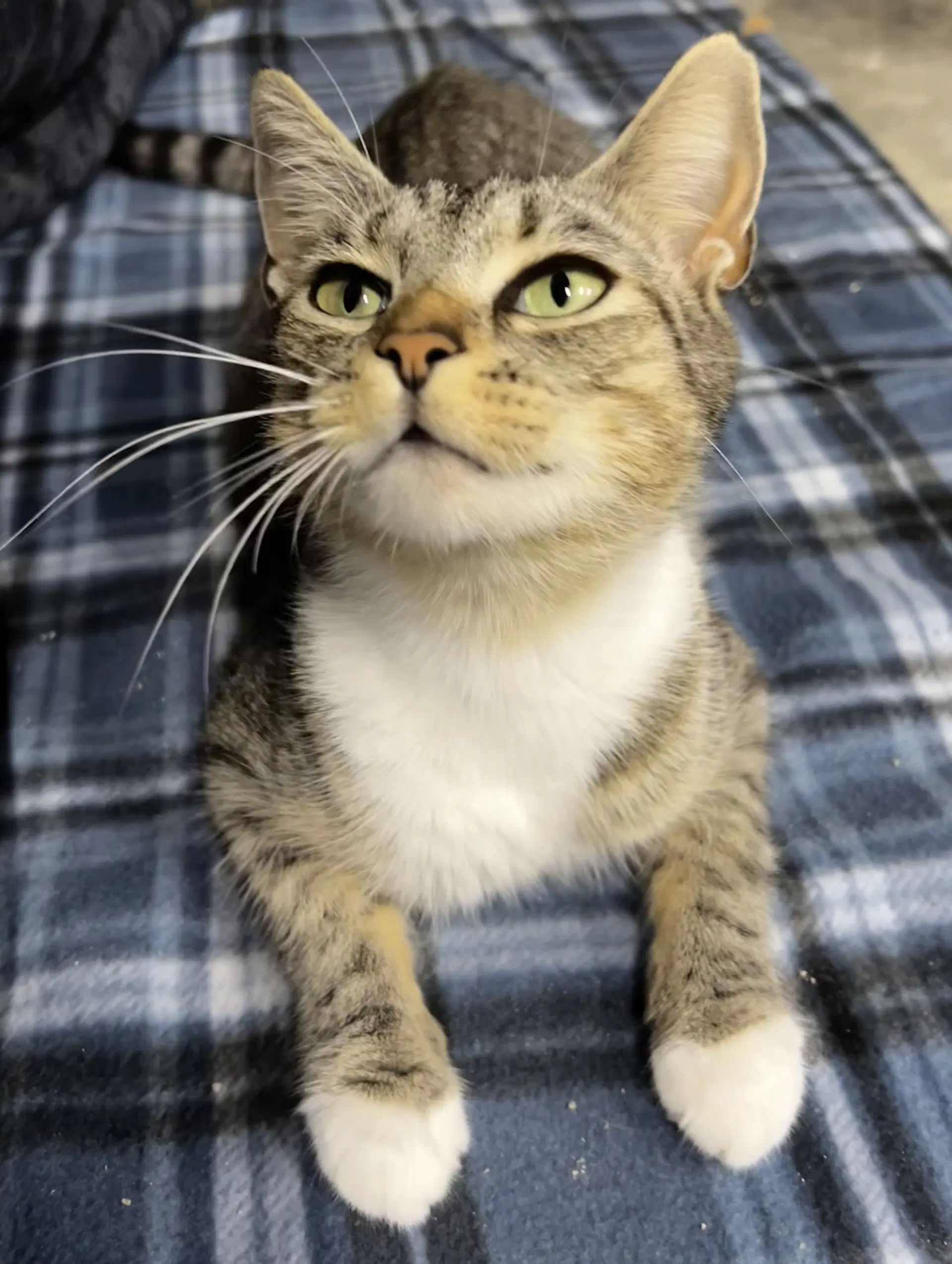 Stella - In Foster Home Call For Appt image 1