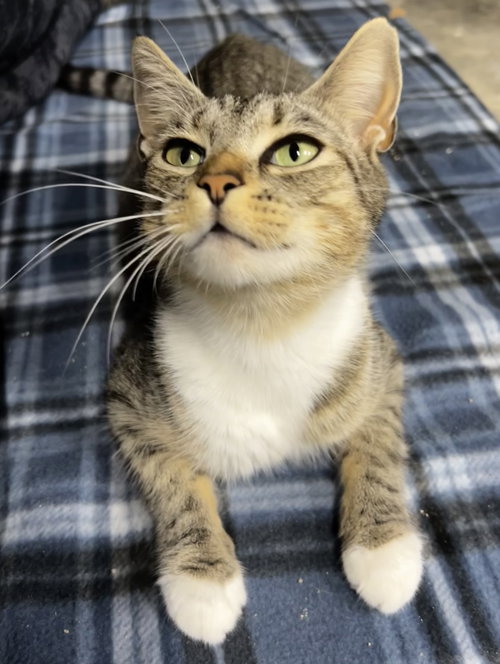 Stella, a cat for adoption from Randolph County Humane Society