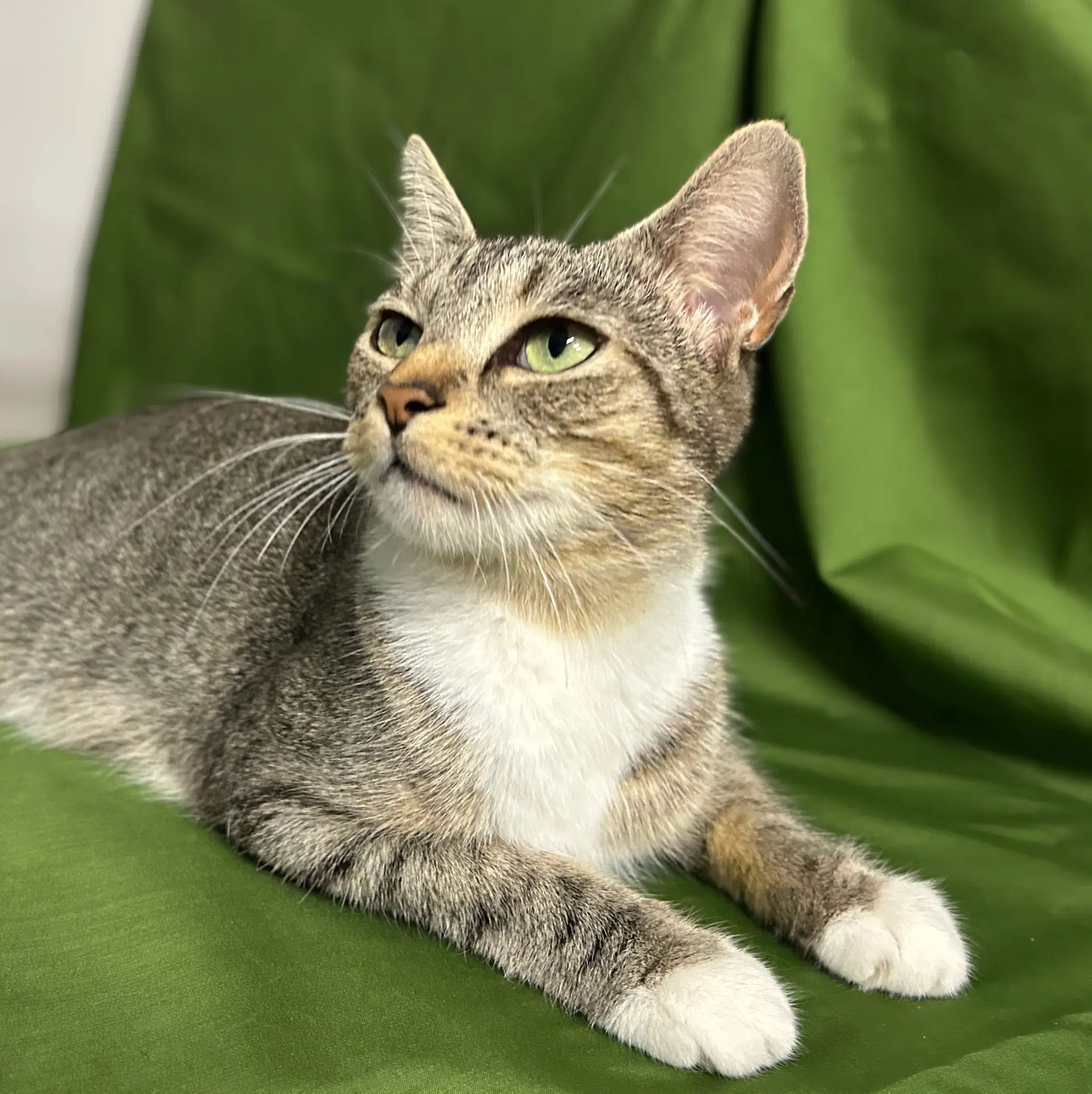 Stella - In Foster Home Call For Appt image 4