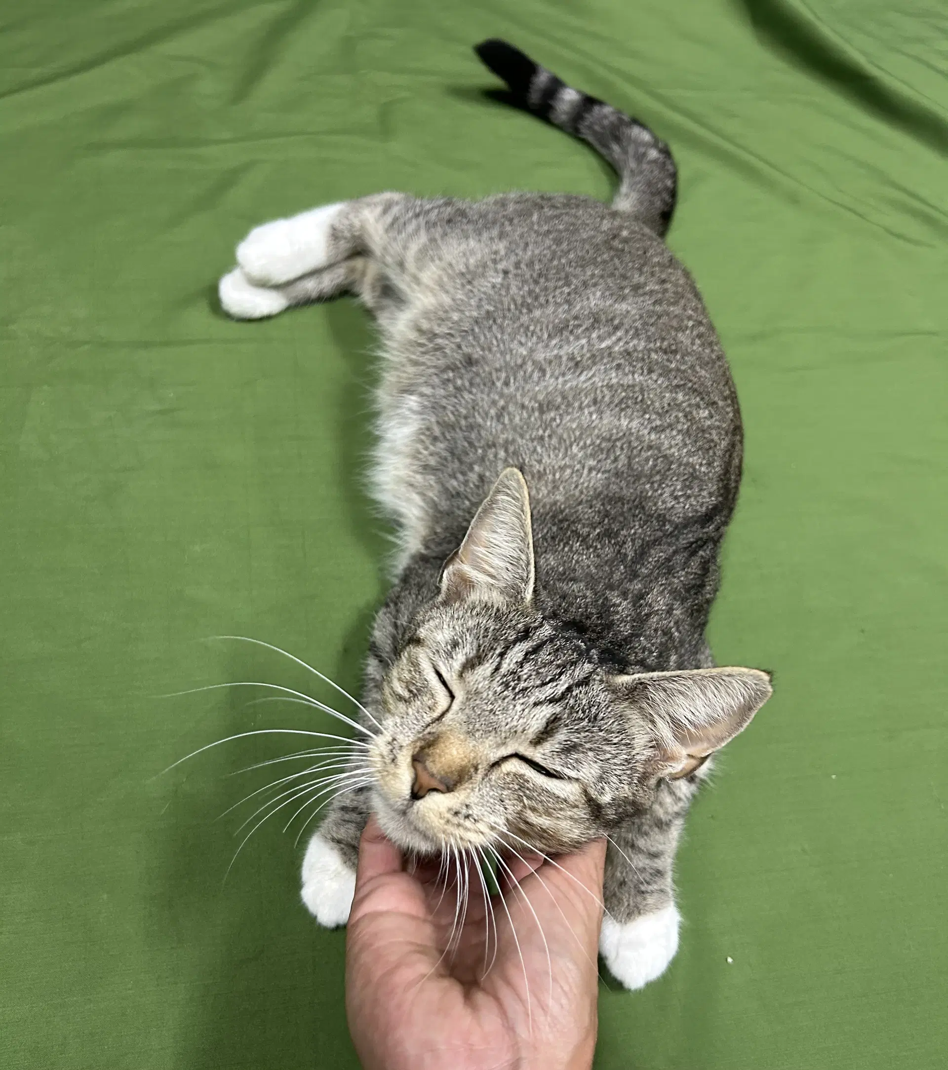 Stella - In Foster Home Call For Appt image 2