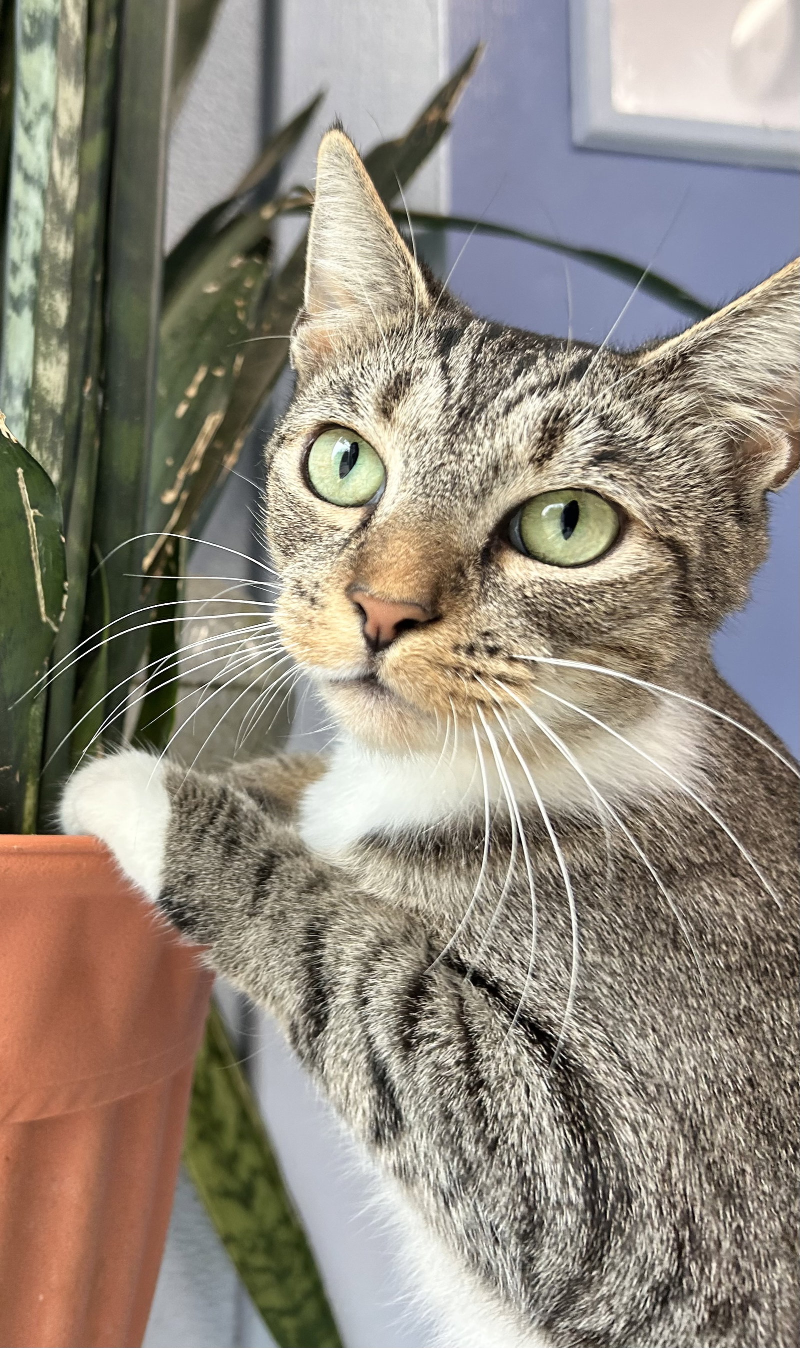 Stella