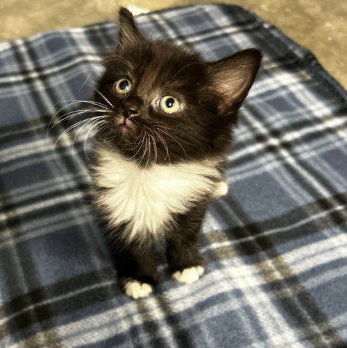 Photo 6 of Beatrice - Available 10/1/2026