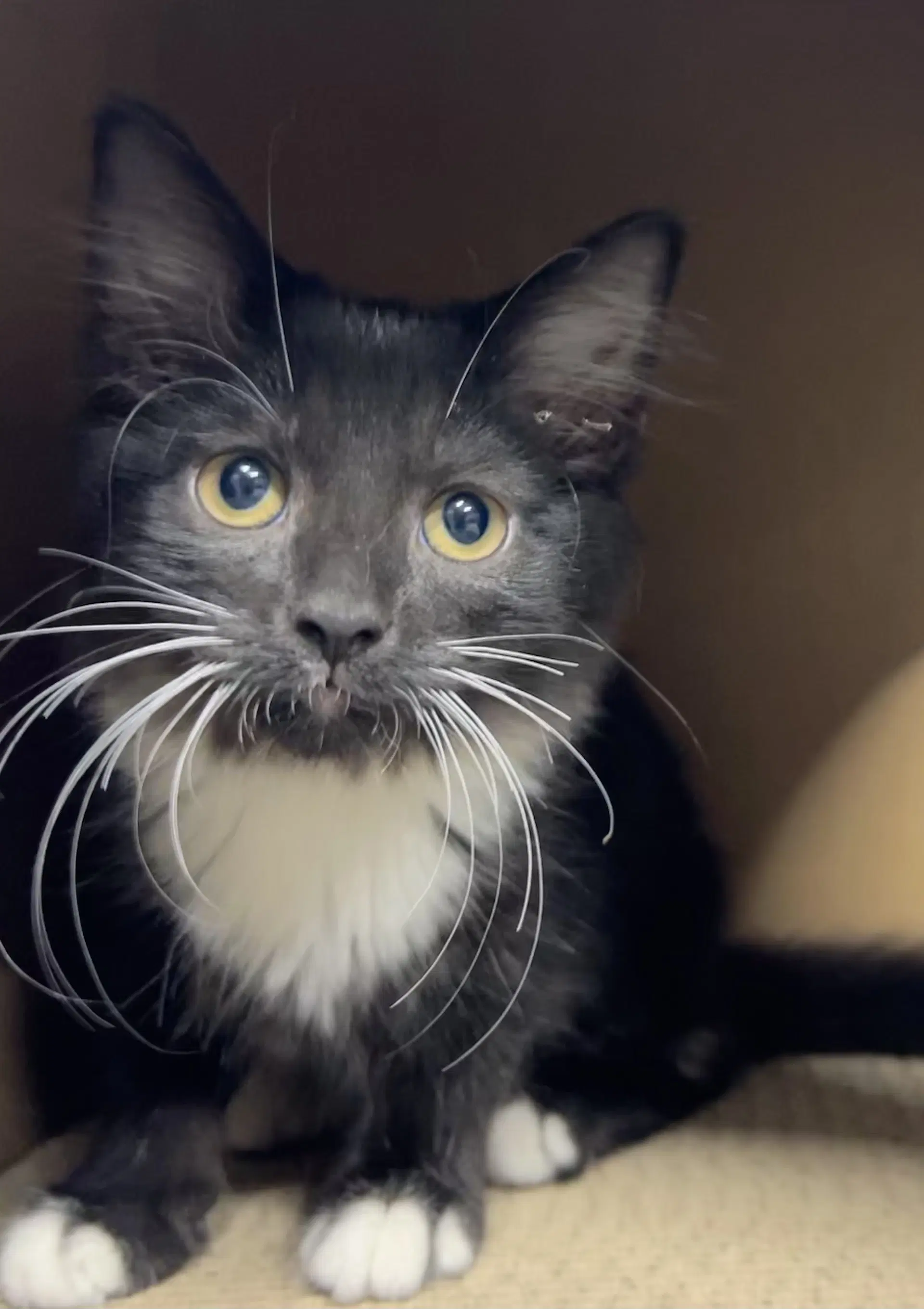 Beatrice - Available - American Shorthair