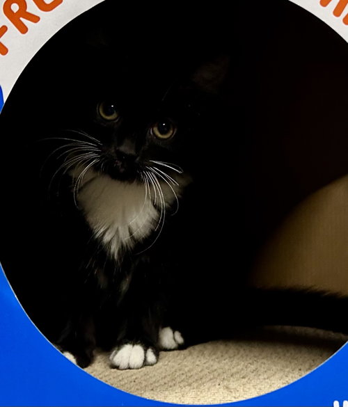 Photo 5 of Beatrice - Available 10/1/2026