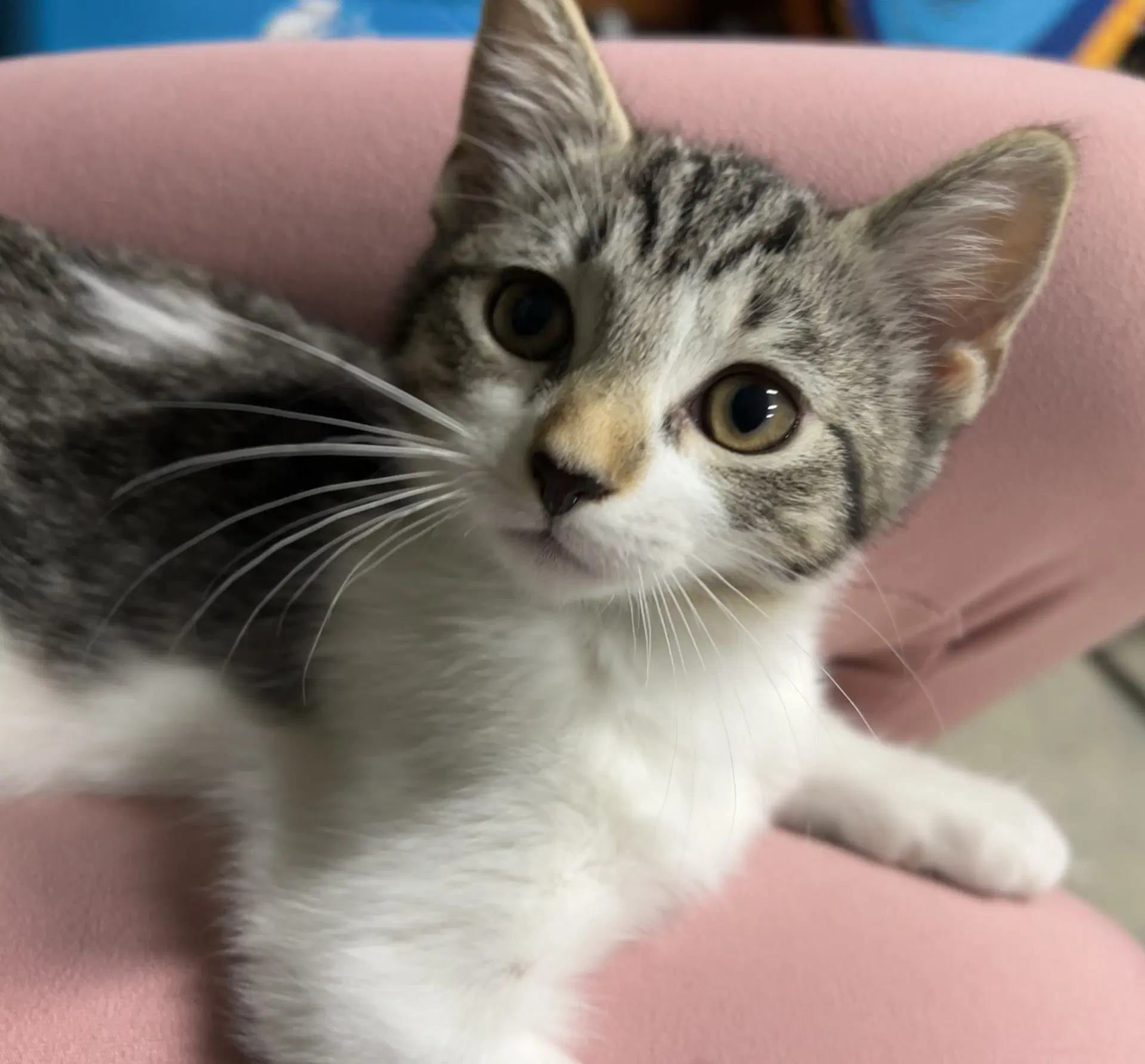Blair - Available On - American Shorthair