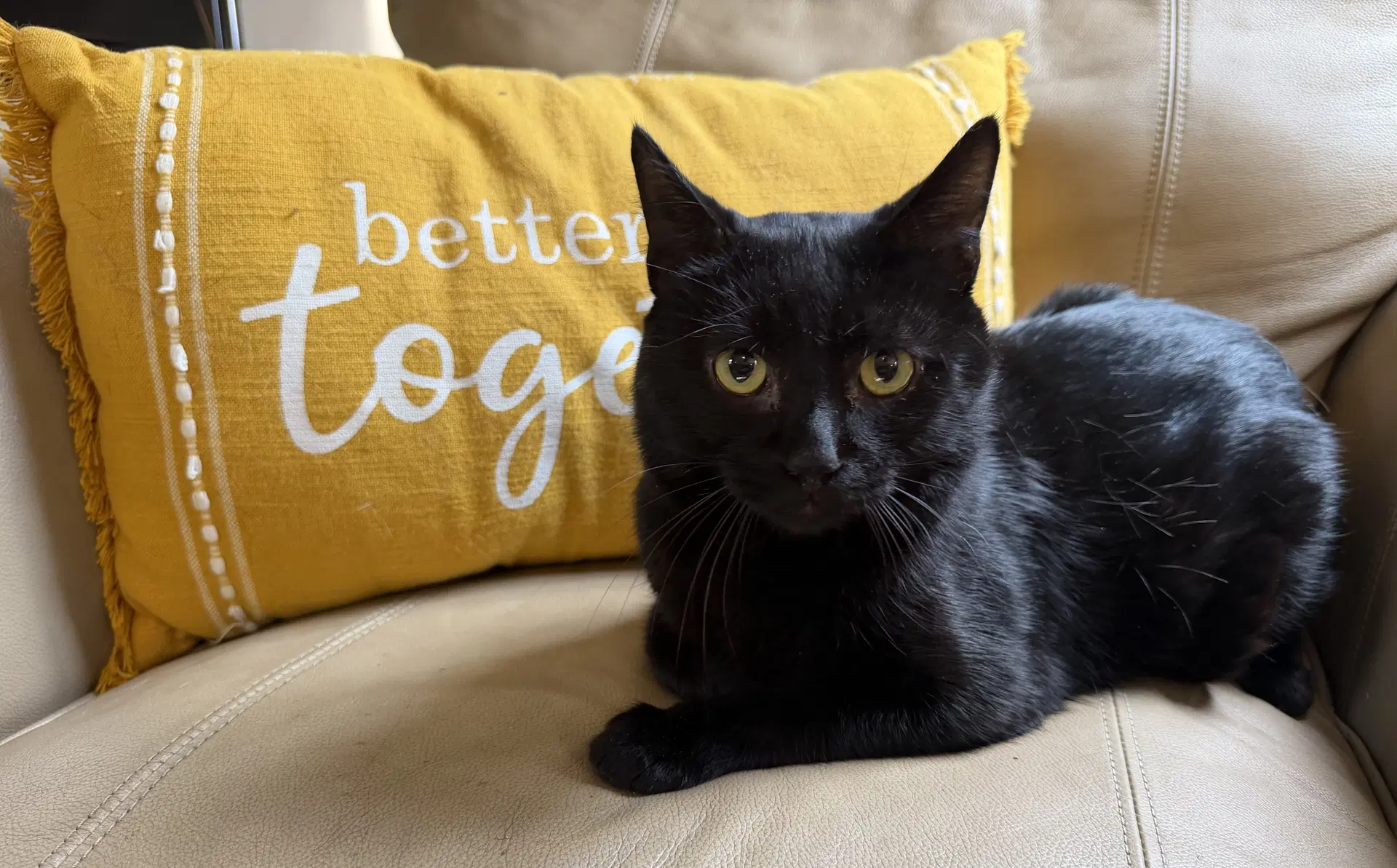 Stormy - Domestic Short Hair